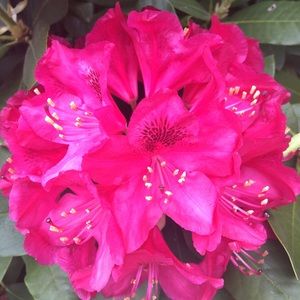 Meet your Posher, Pilar